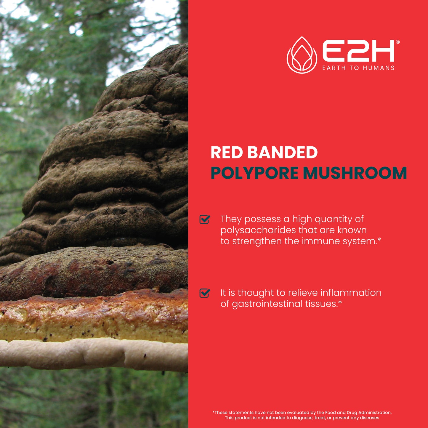 RED BANDED POLYPORE MUSHROOM Liquid Extract - E2H