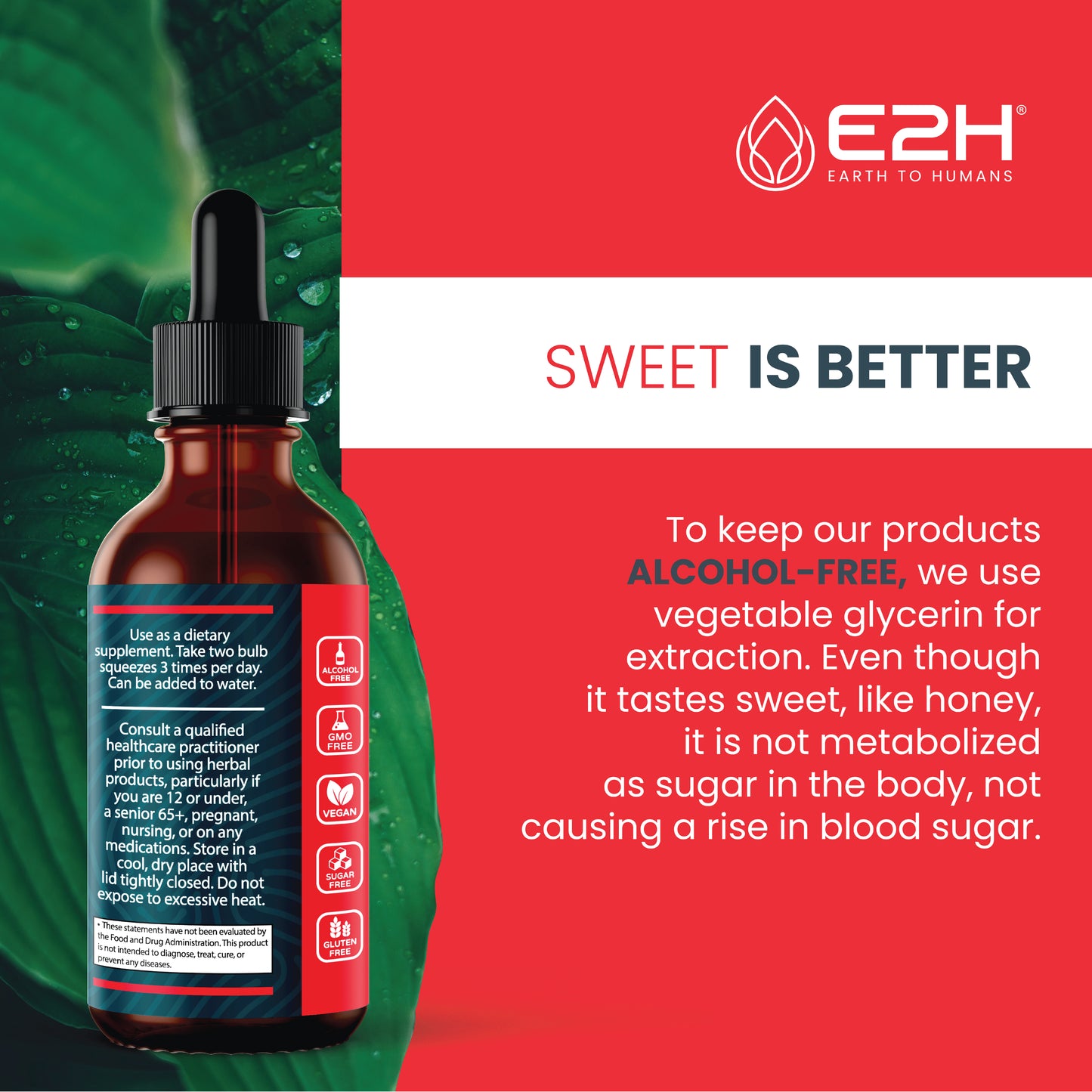 RED BANDED POLYPORE MUSHROOM Liquid Extract - E2H