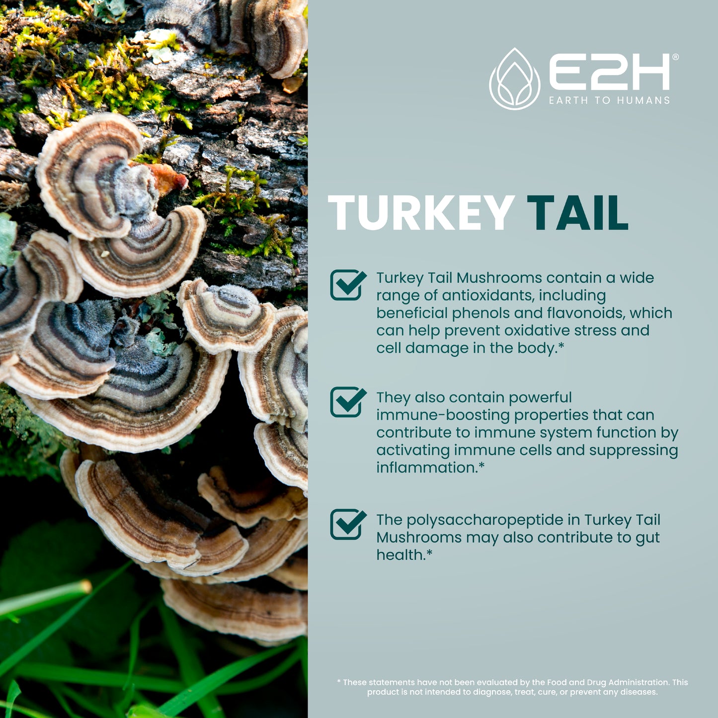
                  
                    All-Natural TURKEY TAIL MUSHROOM Liquid Extract
                  
                
