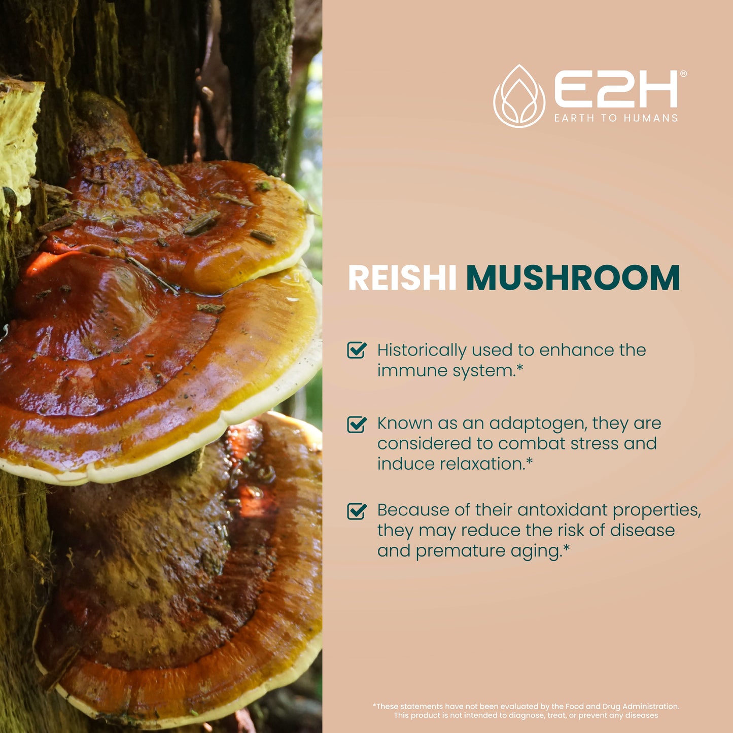 
                  
                    All-Natural REISHI MUSHROOM Liquid Extract - Vegan
                  
                