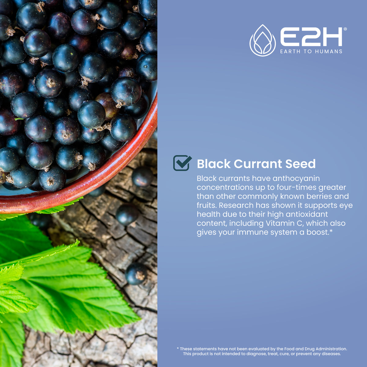 All-Natural BLACK CURRANT Extract | Vegan | Gluten Free | – E2H